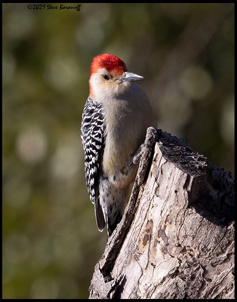 _B211123 red-bellied woodpecker.jpg